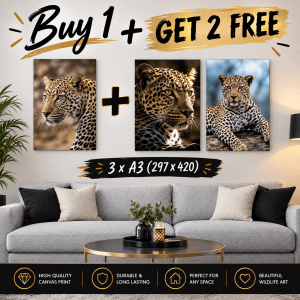A3 - Buy 1, Get 2 FREE Canvas Deal